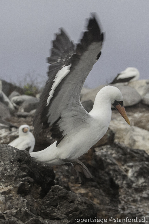 galapagos